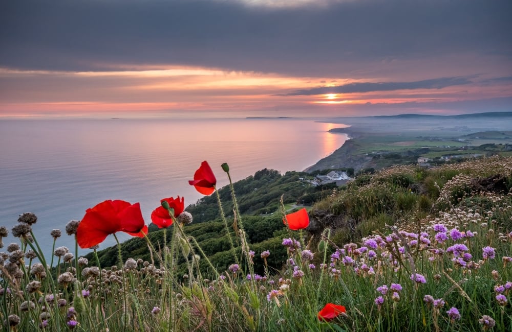 Poppies at sunset overlooking Chale Bay