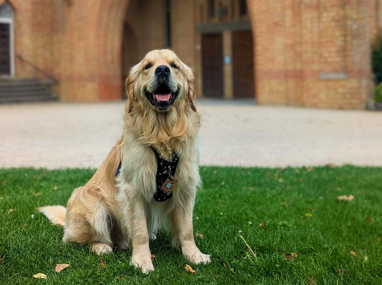 golden Labrador sat on the grass in front of Quarr Abbey
