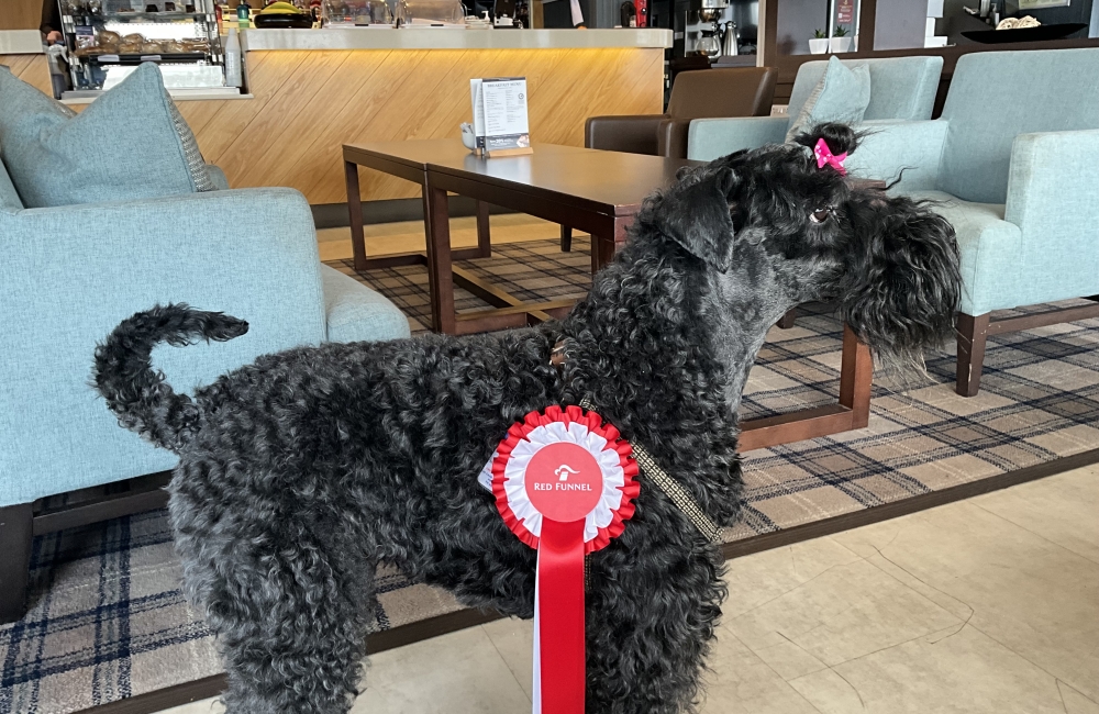 emma the kerry blue terrier in the signature lounge