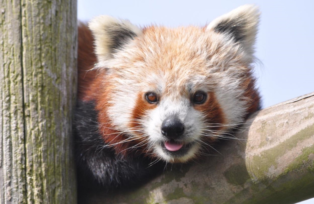 red panda