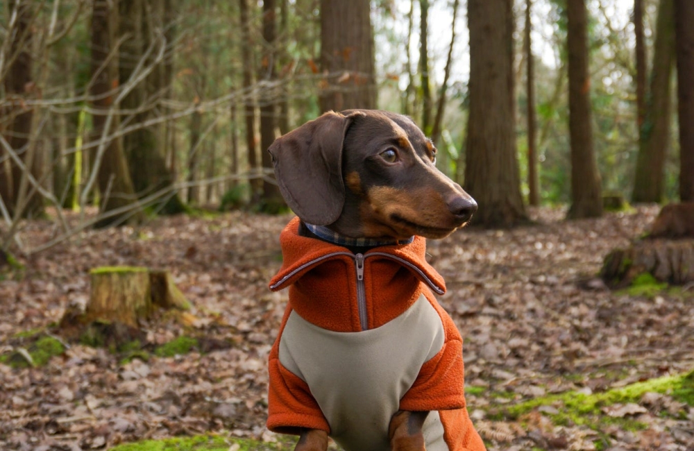 Ozzy the sausage dog