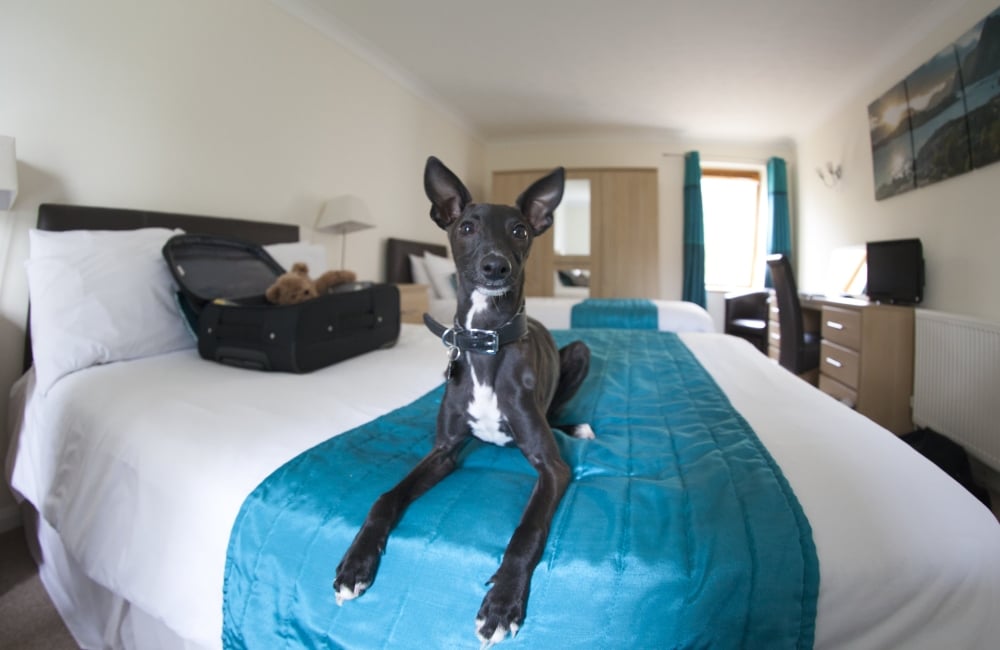 Dog Friendly Places to Stay