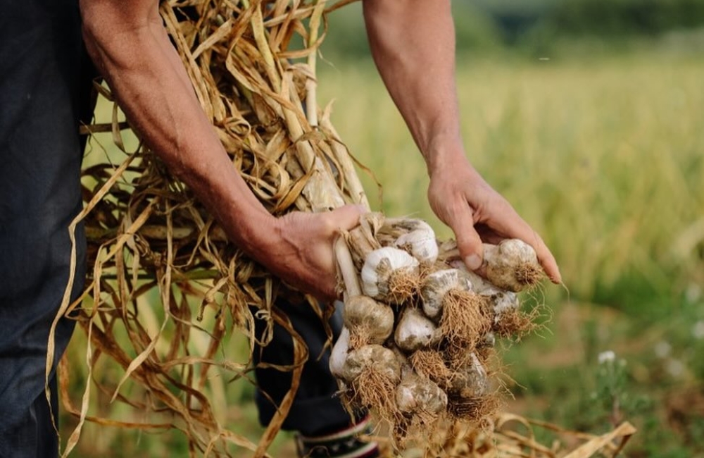 garlic farm