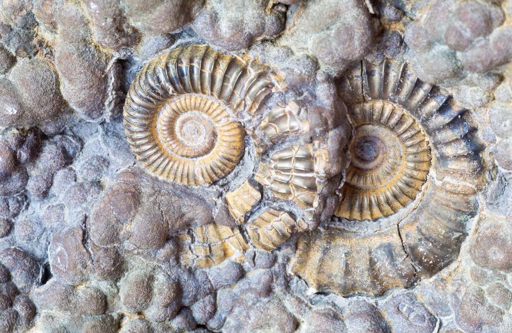 Fossil Hunting