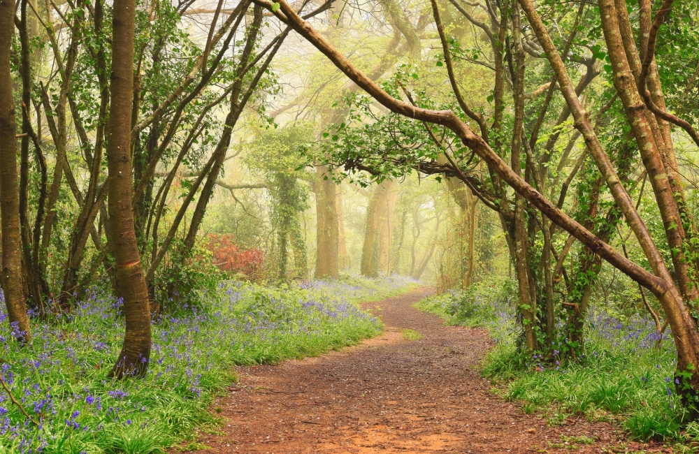 Combley Great Wood Walk