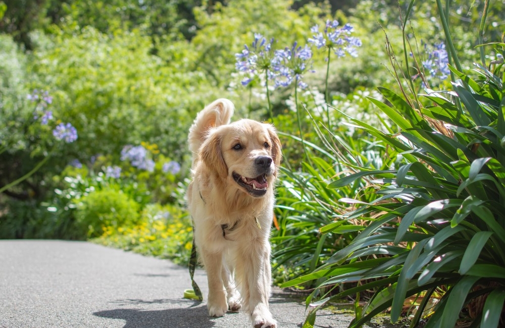 Dog friendly sales days out