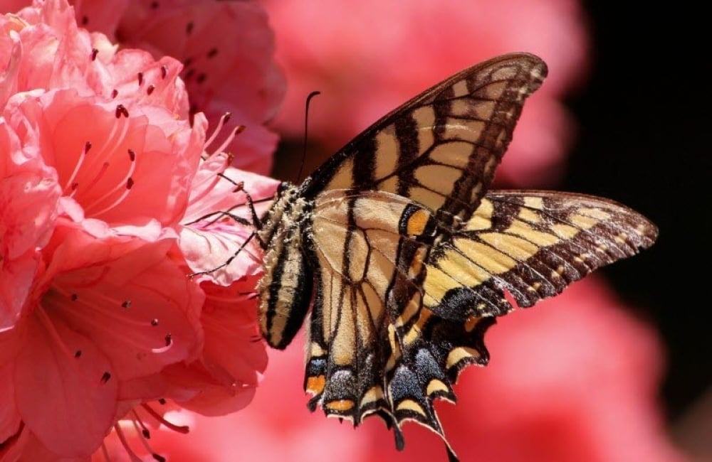 A butterfly with brown wings on a pink flower