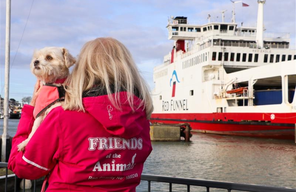 cute dog with ferry in the background