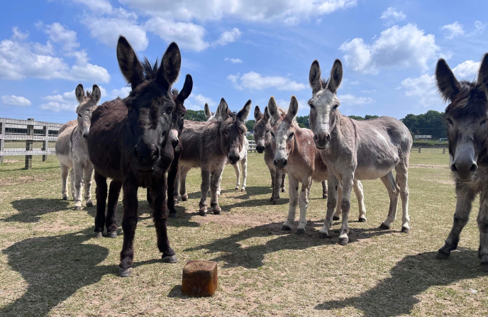 herd of donkeys looking at the camera