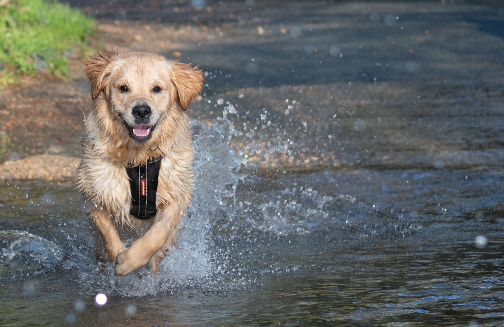 Golden Lab running through a puddle