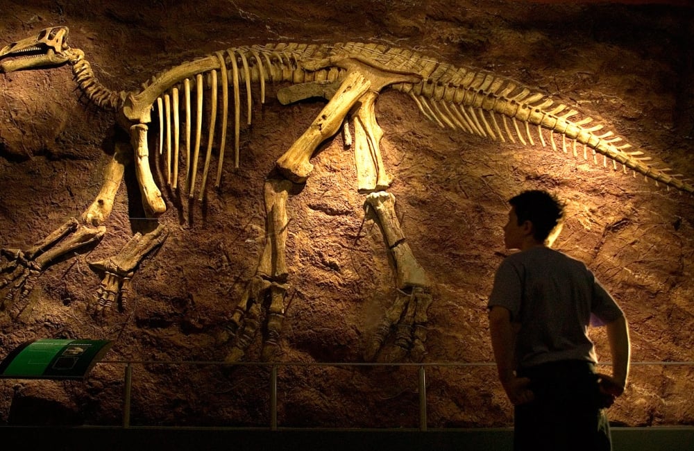 A fossil wall at Dinosaur Isle