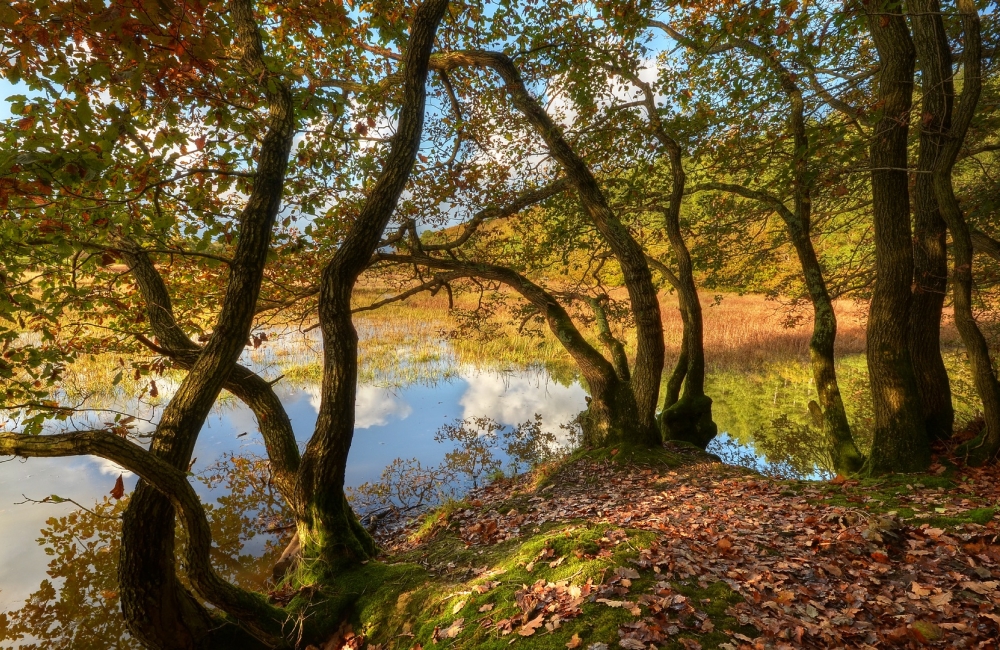 firestone copse