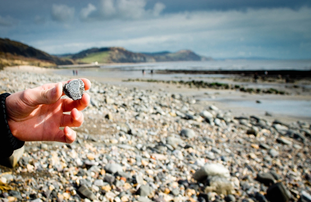 Fossil Hunting