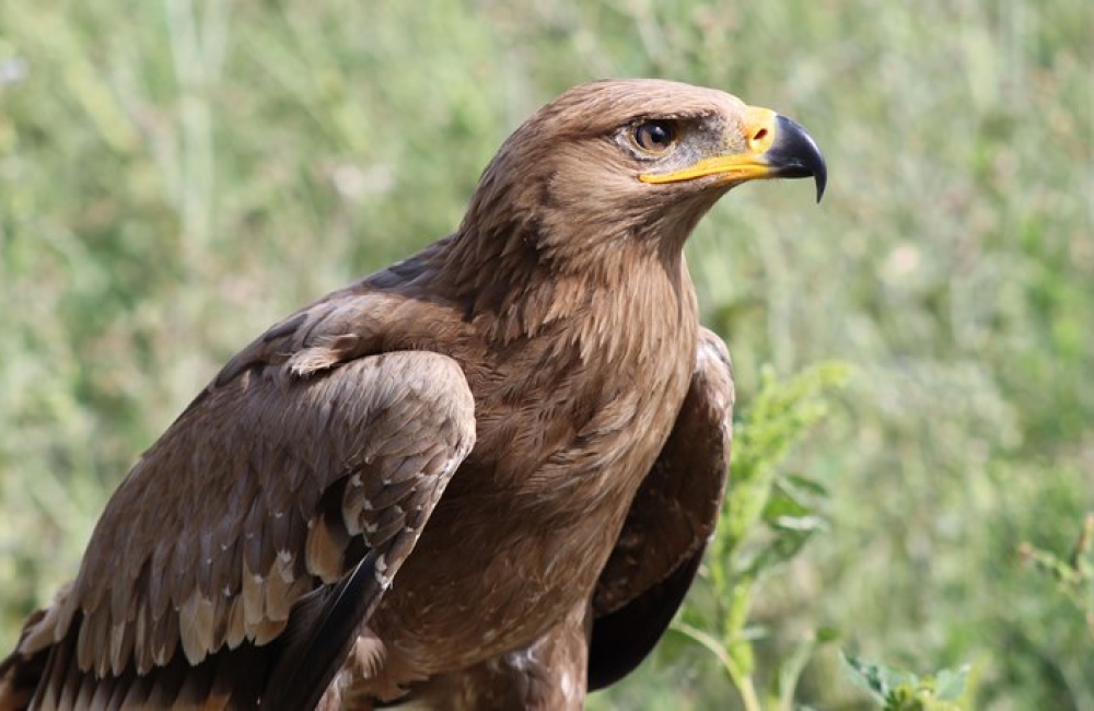 Close up of a Hawk