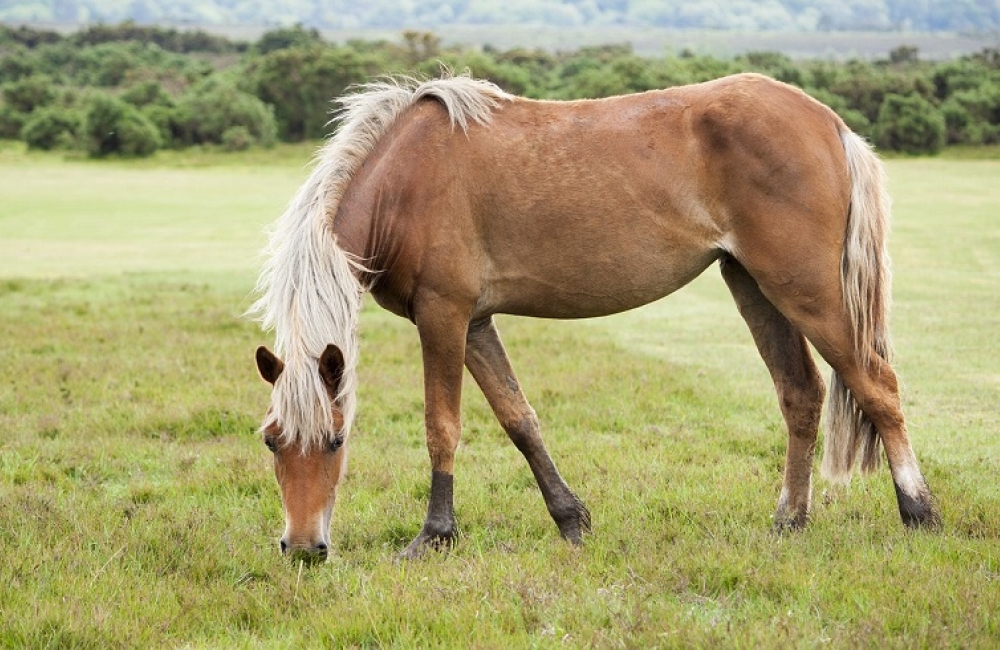 horse