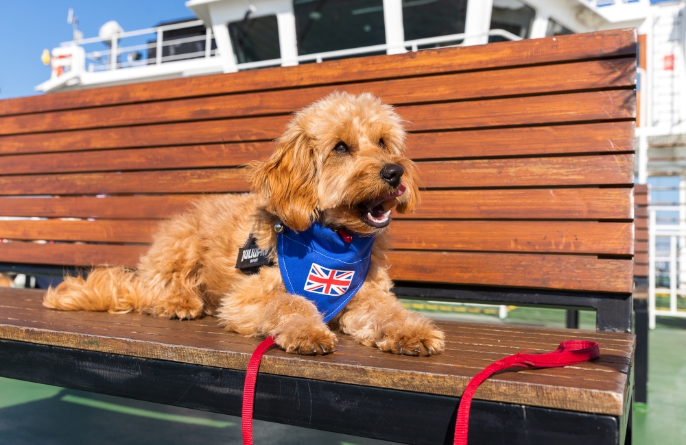 Dog on the outder deck