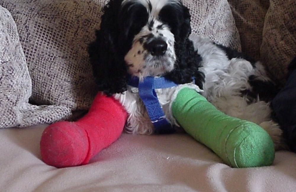 dog with banged paws