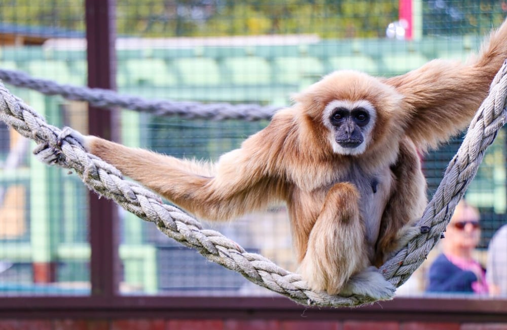 Lar Gibbon sitting on a rope