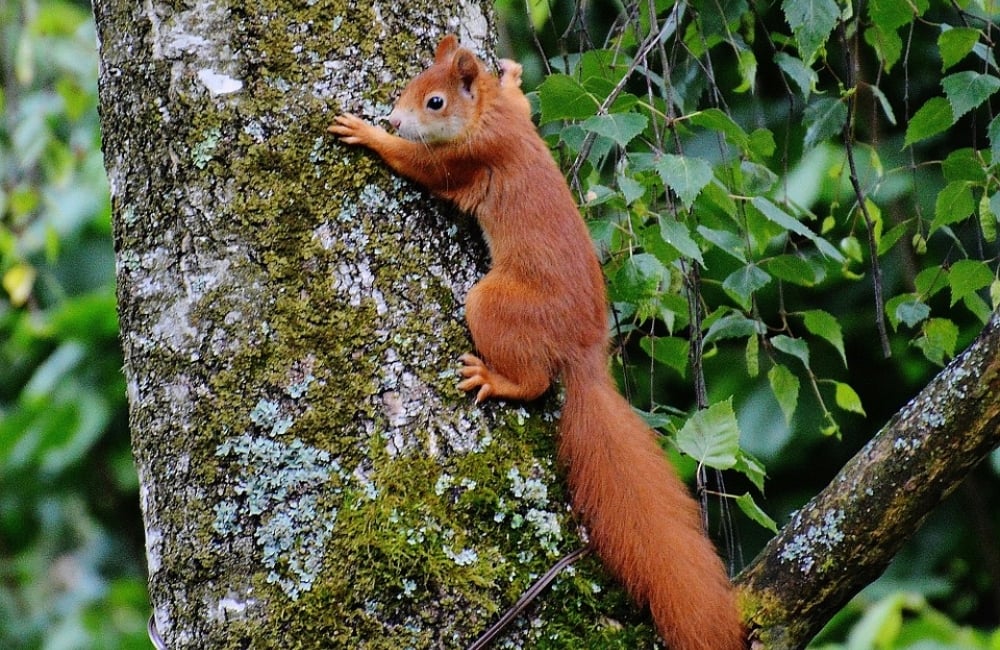 red squirrel iow