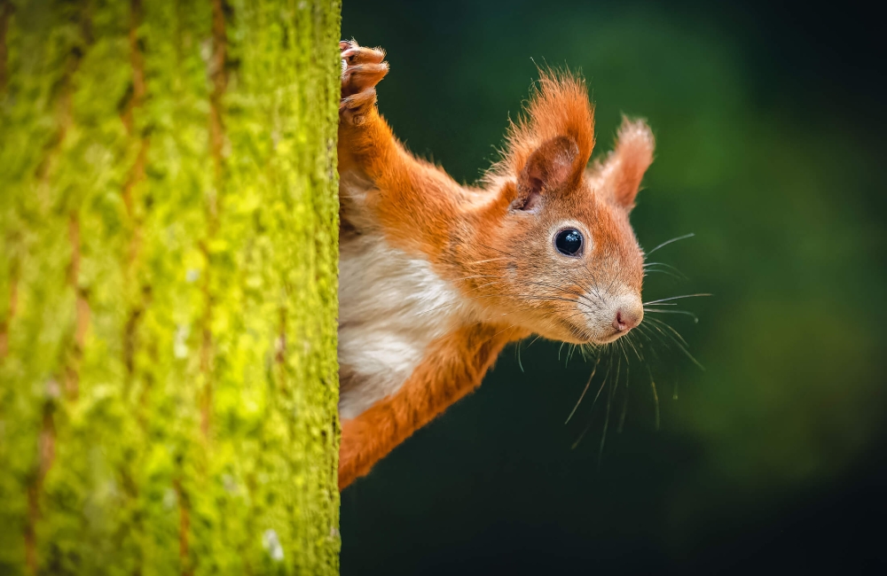 Alvestone Mead Nature Reserve