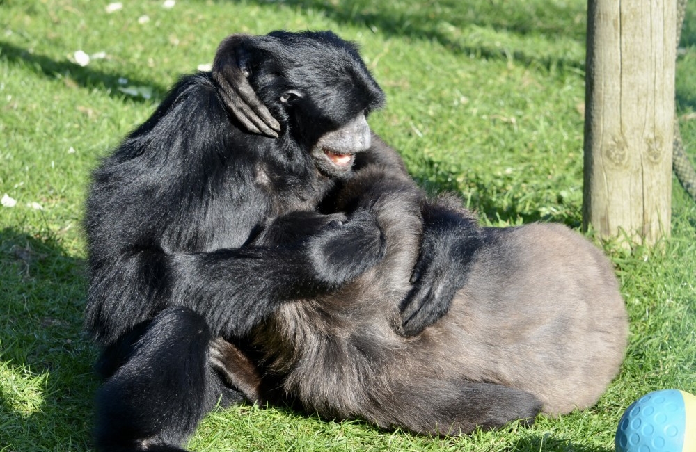 Love Week at Monkey Haven