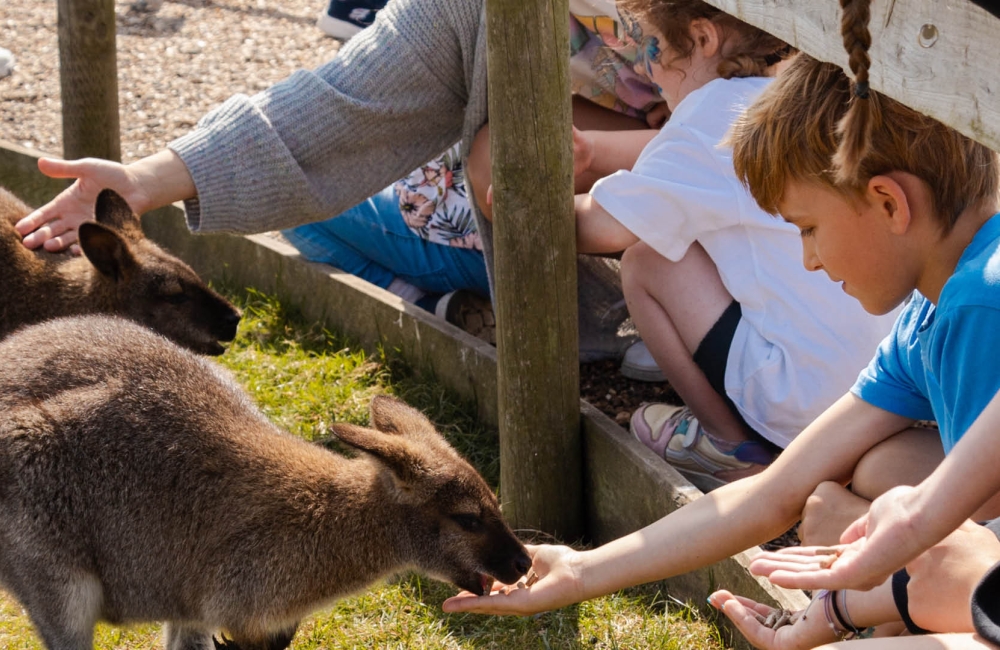 a child feeding a wallaby
