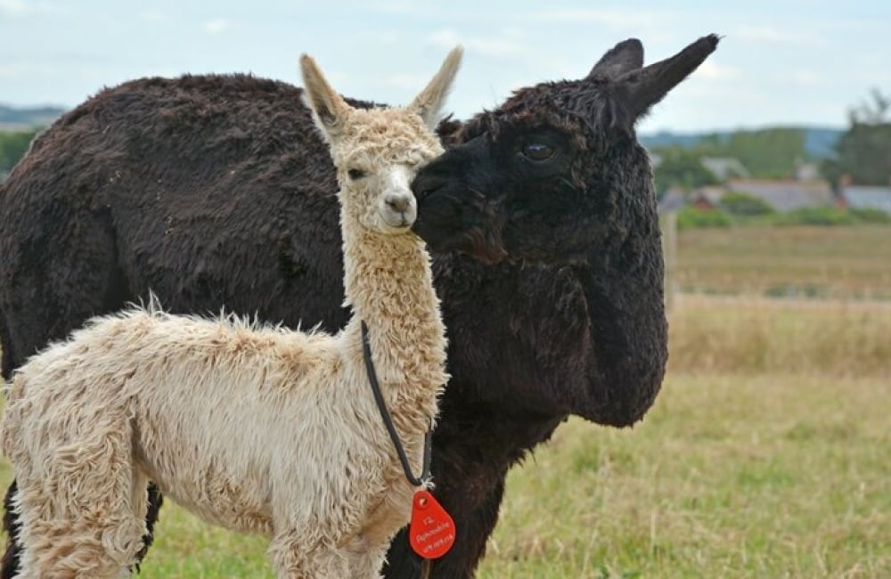 Mother and child Alpaca
