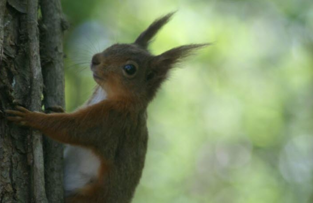 squirrel in a tree