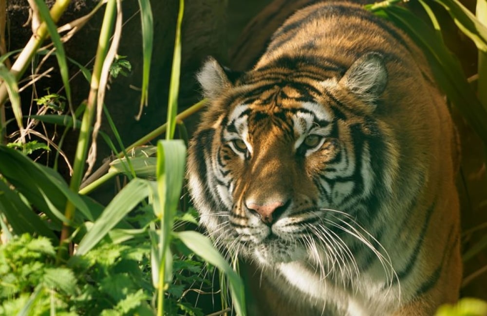 A tiger walking through the brush