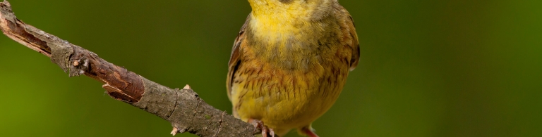 Bird on a branch