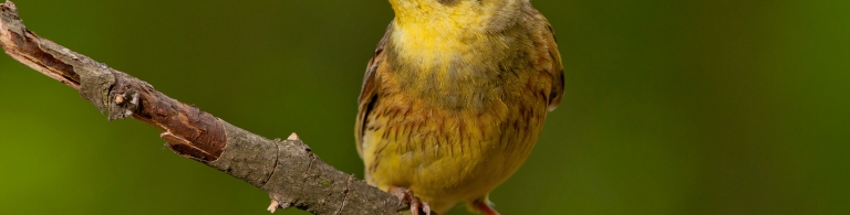 Bird on a branch 