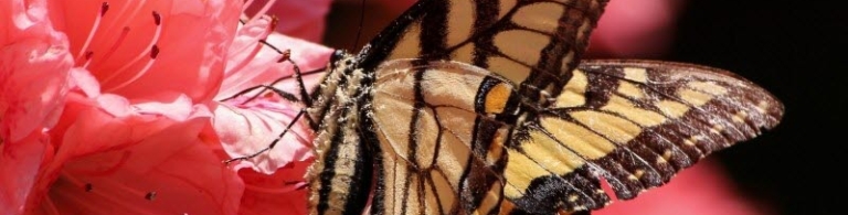 A butterfly with brown wings on a pink flower