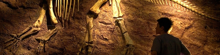 A fossil wall at Dinosaur Isle