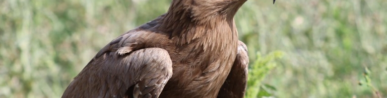 Close up of a Hawk