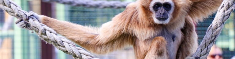 Lar Gibbon sitting on a rope