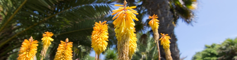 Red Hot Poker plants