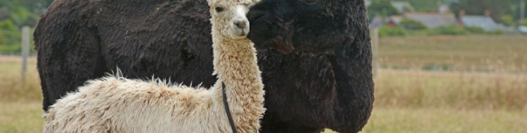 Mother and child Alpaca