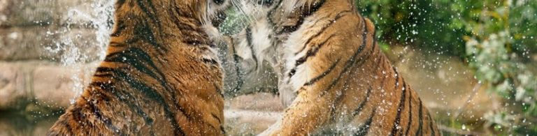 Two tigers playing in the water