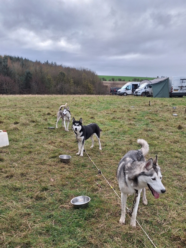 Wightflight dog team