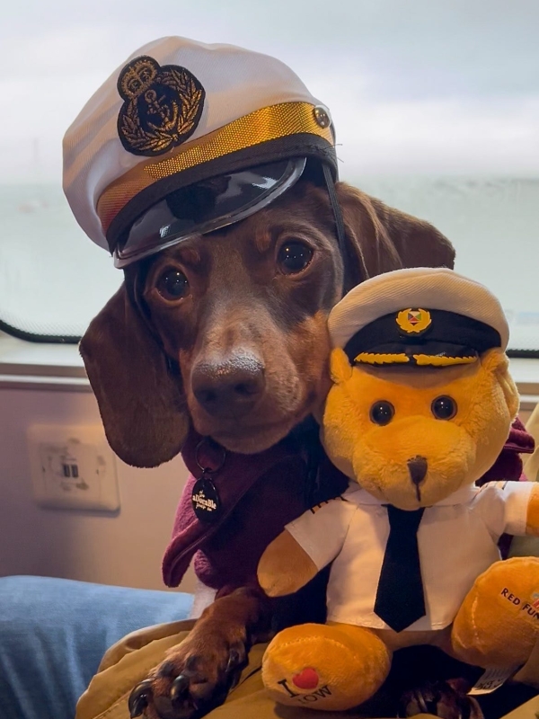 Ozzy the sausage dog