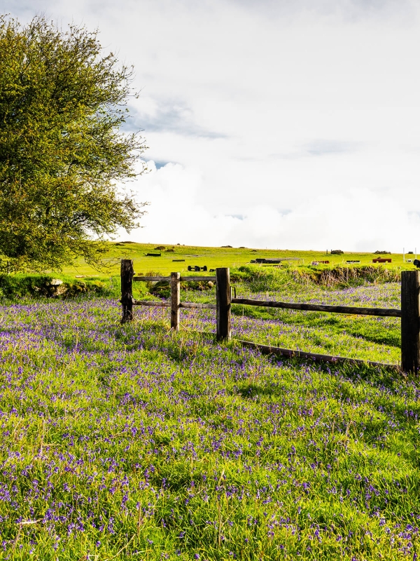 Meadow