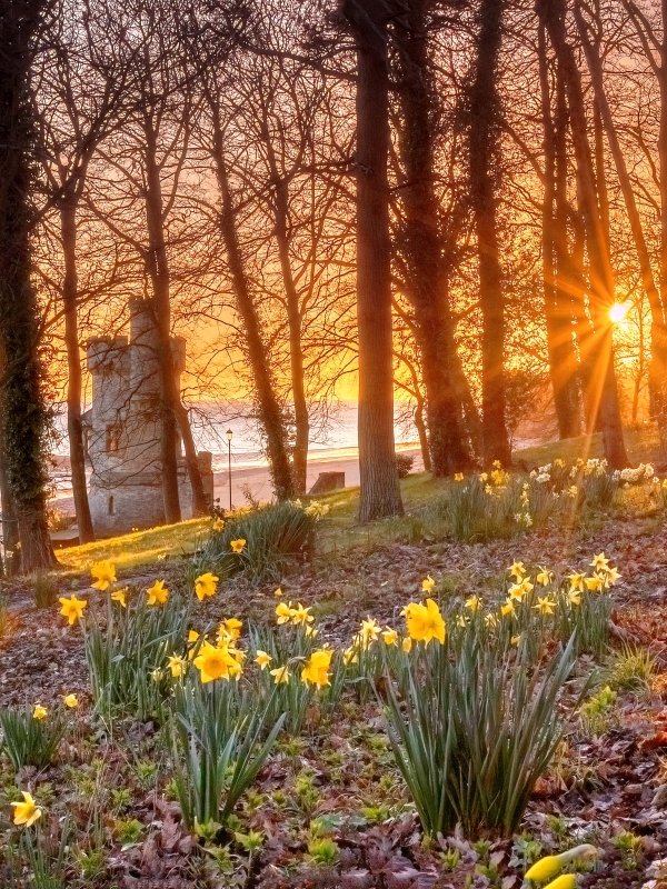 Appley Spring Sunrise