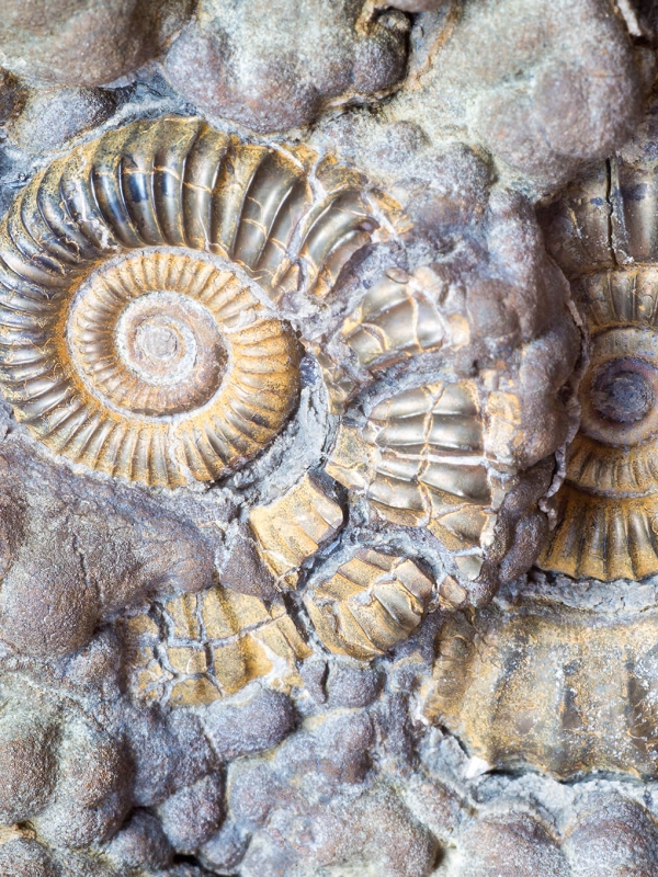 Fossil Hunting