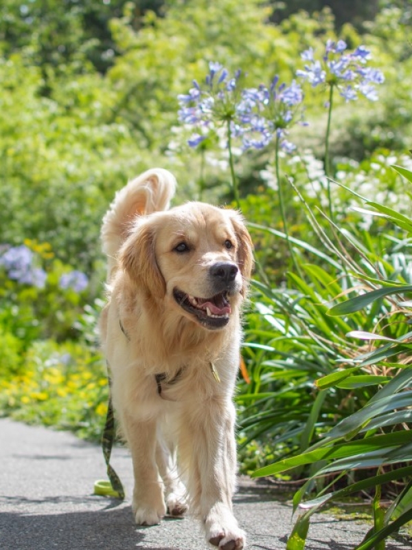 Dog Friendly Days Out