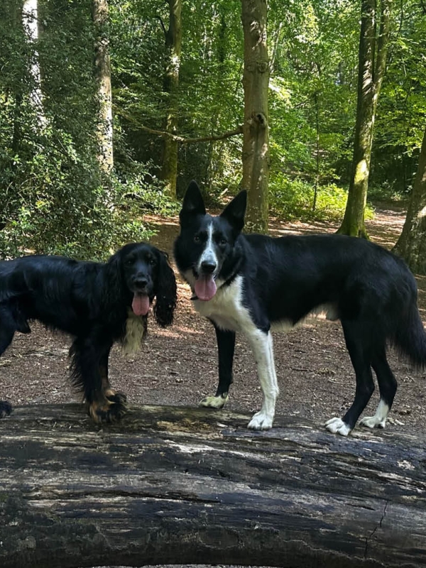 dash-and-bear on a log in the forest