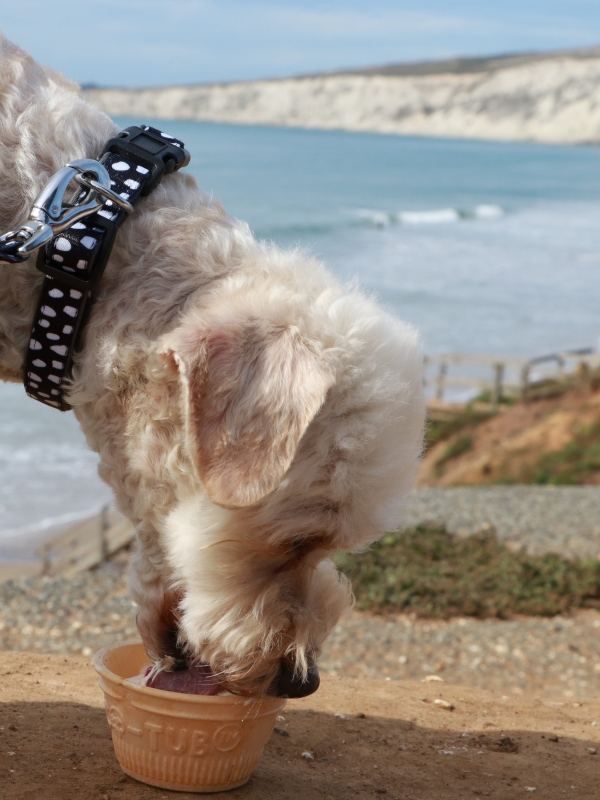 Little white dog eating ice cream out of a bowl
