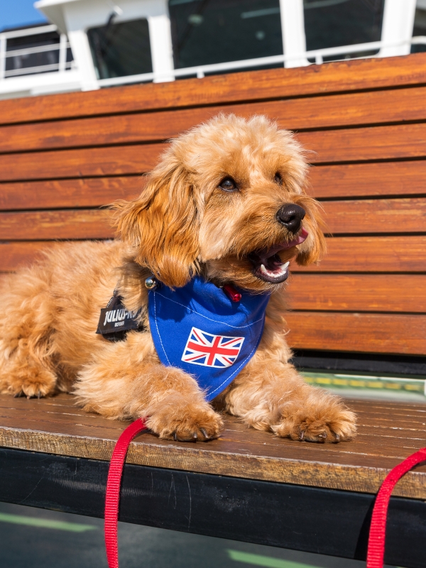 Dog on the outder deck