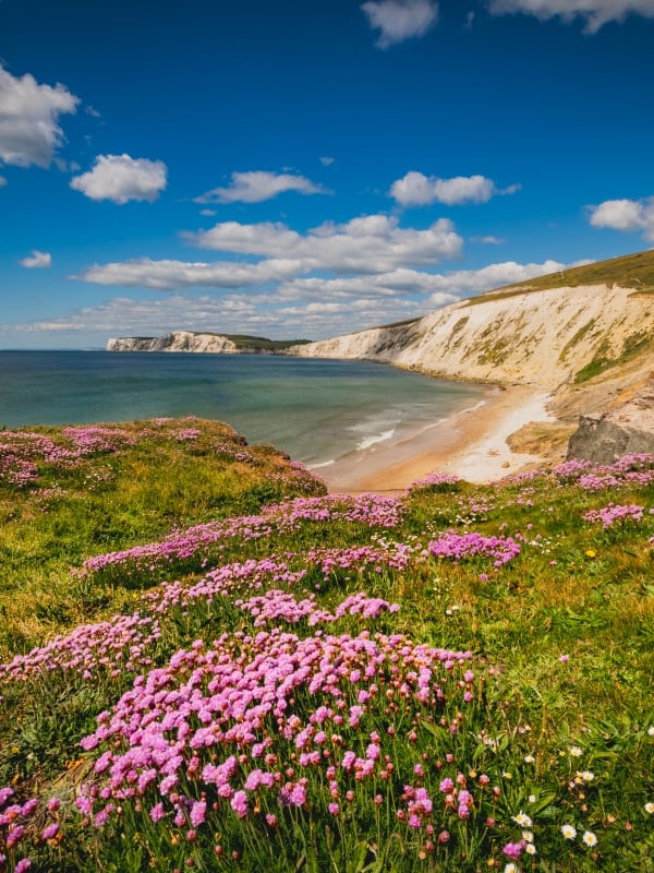 wild flowers looking out to sea with cliffs and beach in the background