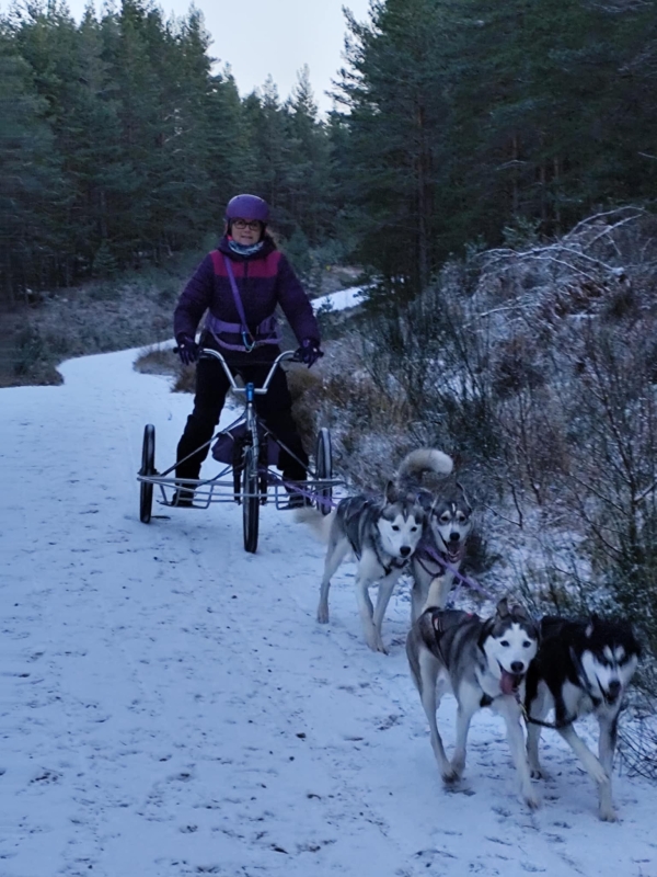 Julie Platt Dog Sled Team