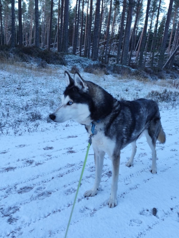 Siberian Huskie in the snow